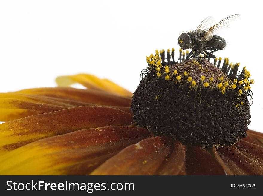 Fly sitting on  flower against the white background. Fly sitting on  flower against the white background