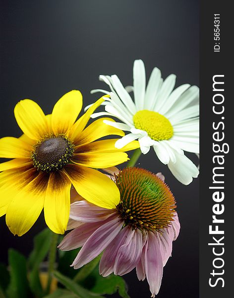 Purple Coneflower, Daisy and a Black-eyed Susan in a simple arrangement. Purple Coneflower, Daisy and a Black-eyed Susan in a simple arrangement.