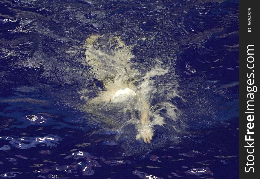 Single swimmer in motion in blue water