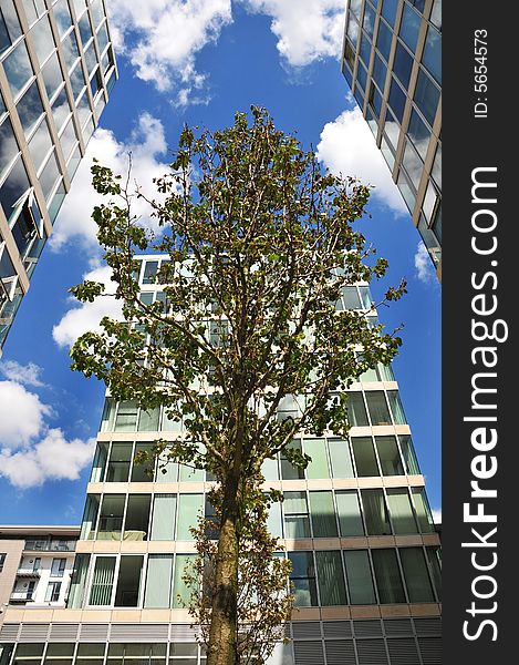 A tree seen from below surrounded by offices and with a blue sky and clouds beyond. A tree seen from below surrounded by offices and with a blue sky and clouds beyond