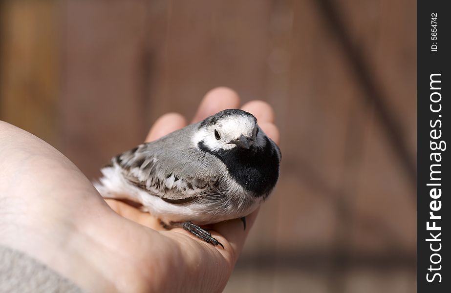 Gray and black titmouse bird in hand