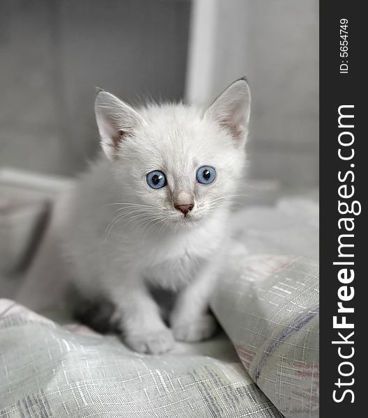 Cute white kitten sitting on gray clouth