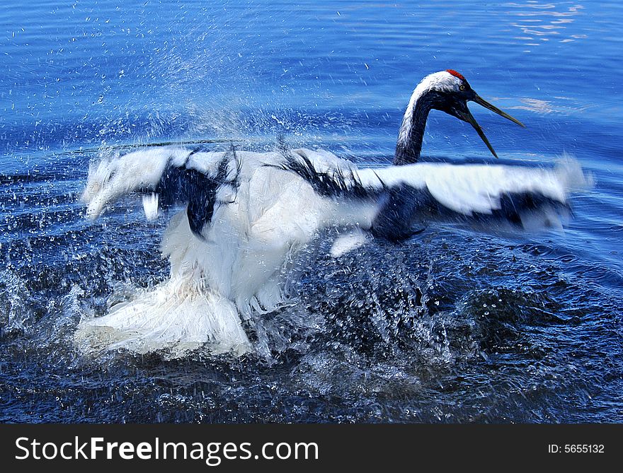 Crane in the lake in southern China