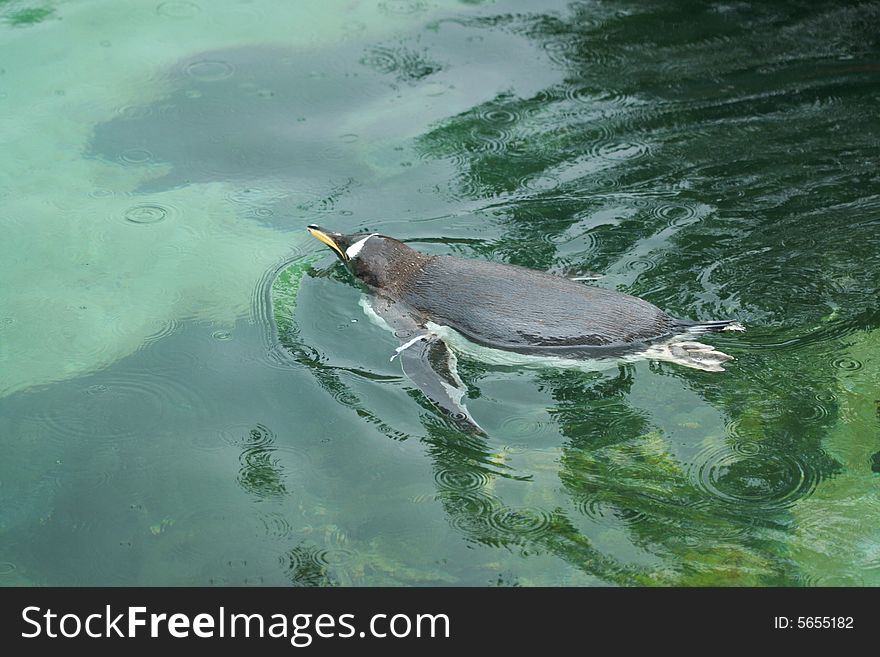Swimming Penguin in the nature