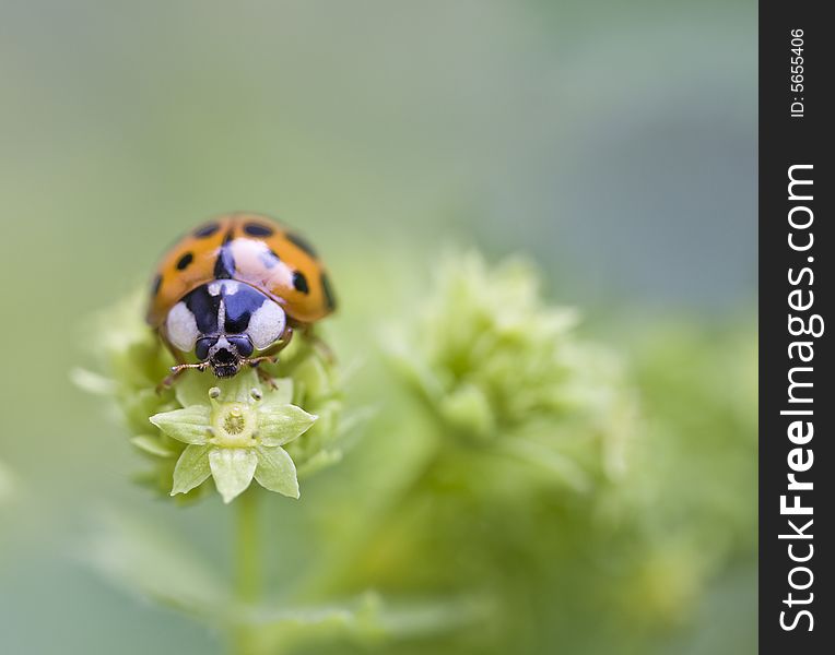 A Ladybug on a leave