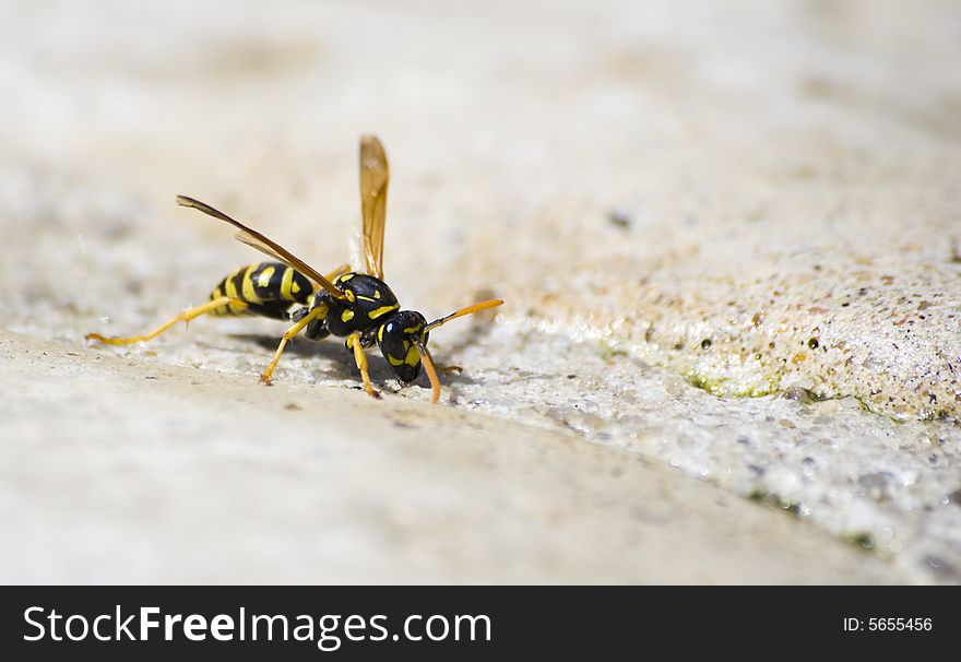 A Wasp on a Rock