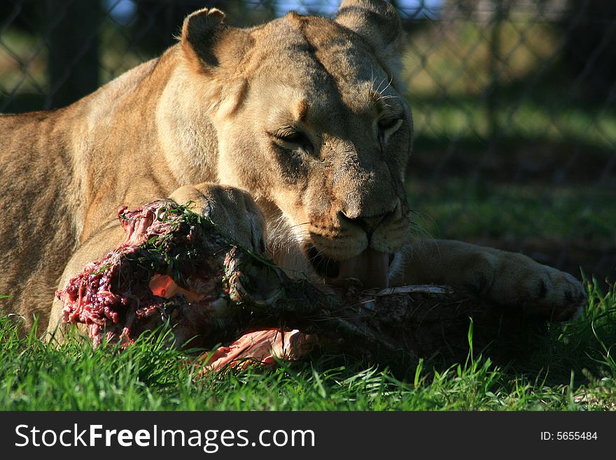 A lioness eating her kill in a game park. A lioness eating her kill in a game park