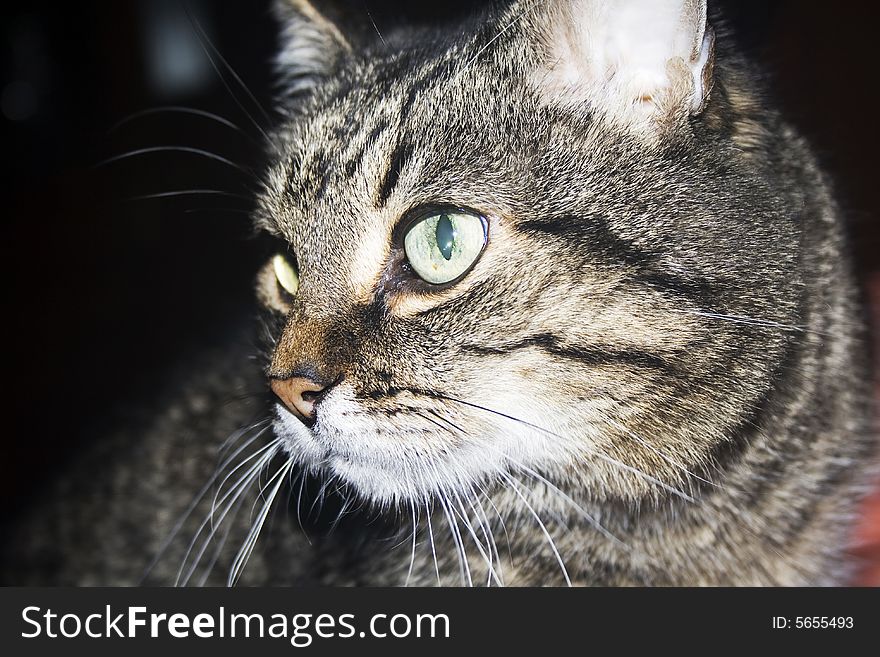 Portrait of a cat on a black background