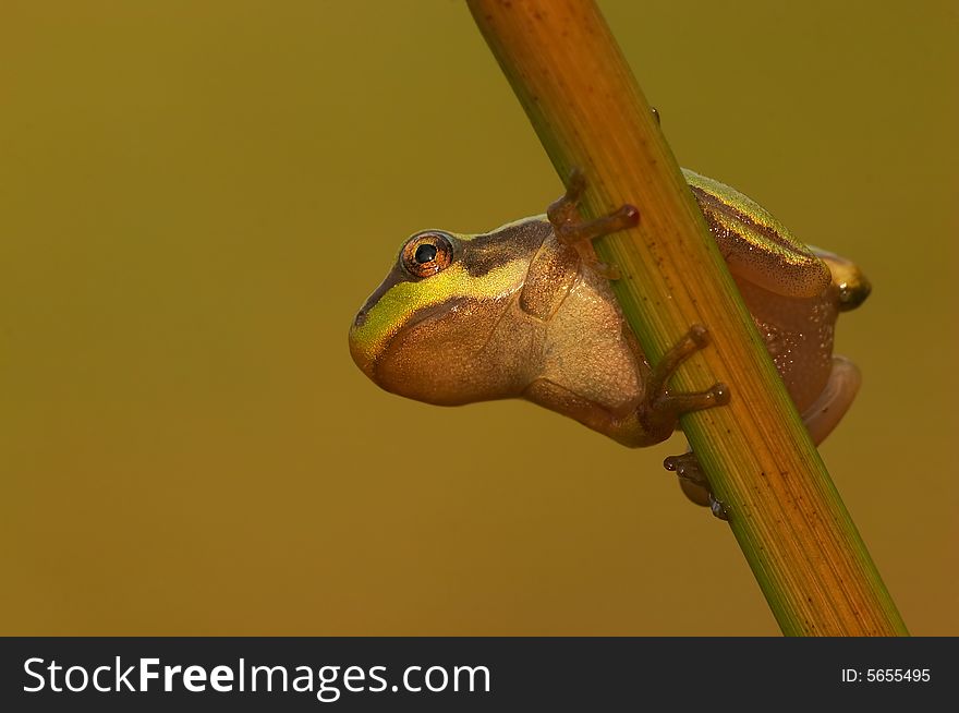 Acrobatic Tree Frog