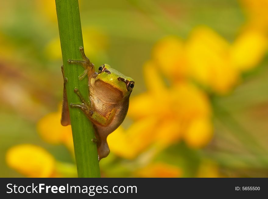 Tree frog with the beautiful coloured background. Tree frog with the beautiful coloured background