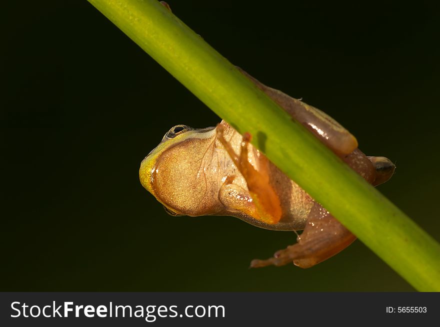 Detail of wedy tree frog. Detail of wedy tree frog
