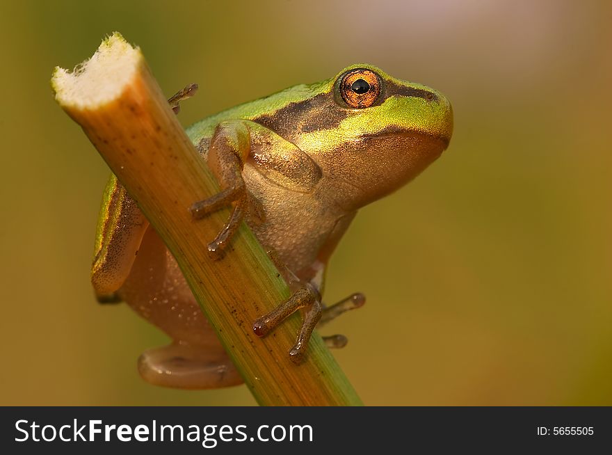 Sitting tree frog