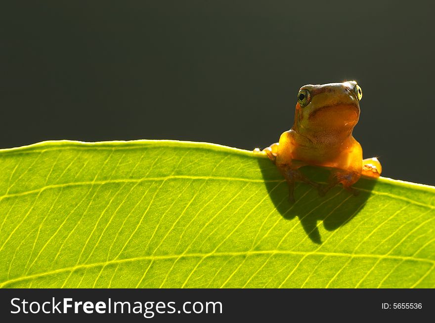 Tree frog and it´s shadow. Tree frog and it´s shadow