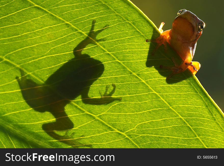 Detail of the tree frog and shadow of the other frog. Detail of the tree frog and shadow of the other frog
