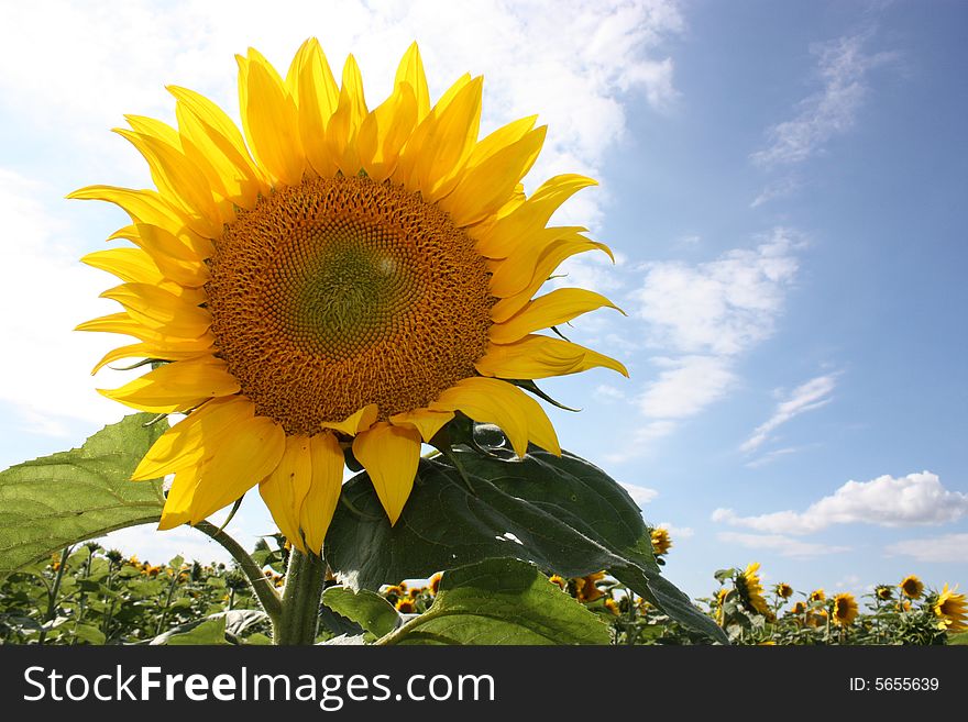 Sunflower smiling in hot sunny summer day. Sunflower smiling in hot sunny summer day