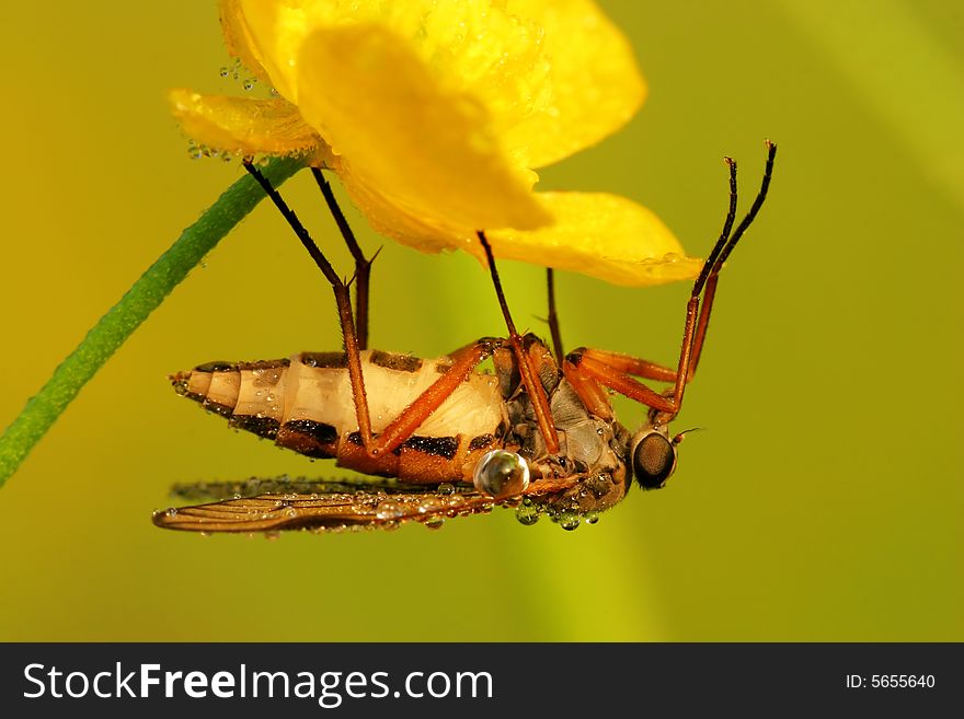 Very interesting and coloured fly. Very interesting and coloured fly