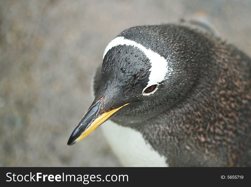 Penguin from top in the nature