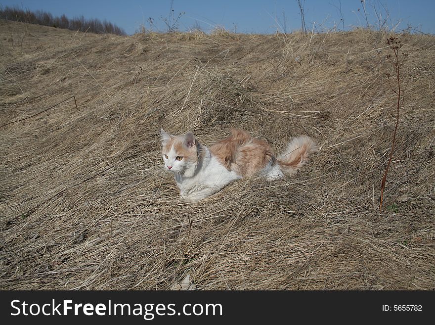 Russia, red cat sits in a heather. Russia, red cat sits in a heather