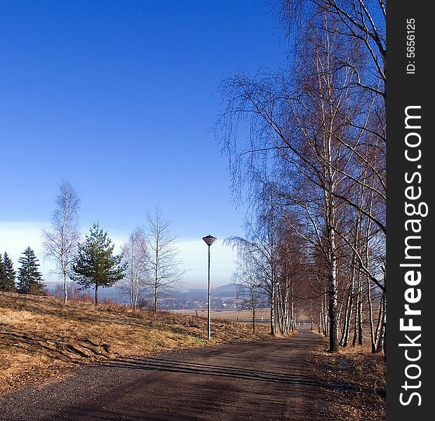 Early morning. Birches along the road. Dark blue sky.