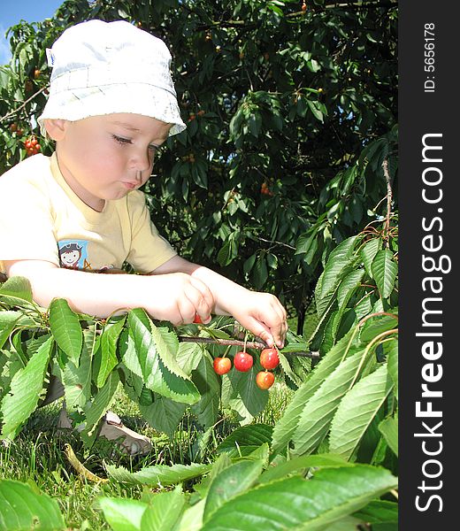 Little boy inspect cherrys. Toddler play under cherry tree. Kid garnish cherry. Little boy inspect cherrys. Toddler play under cherry tree. Kid garnish cherry.