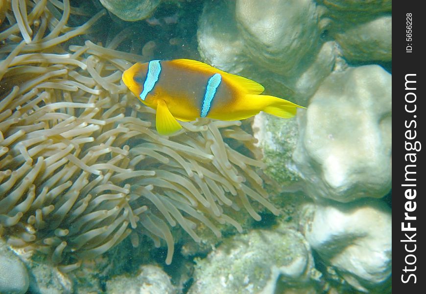 Coral fish in the Red sea