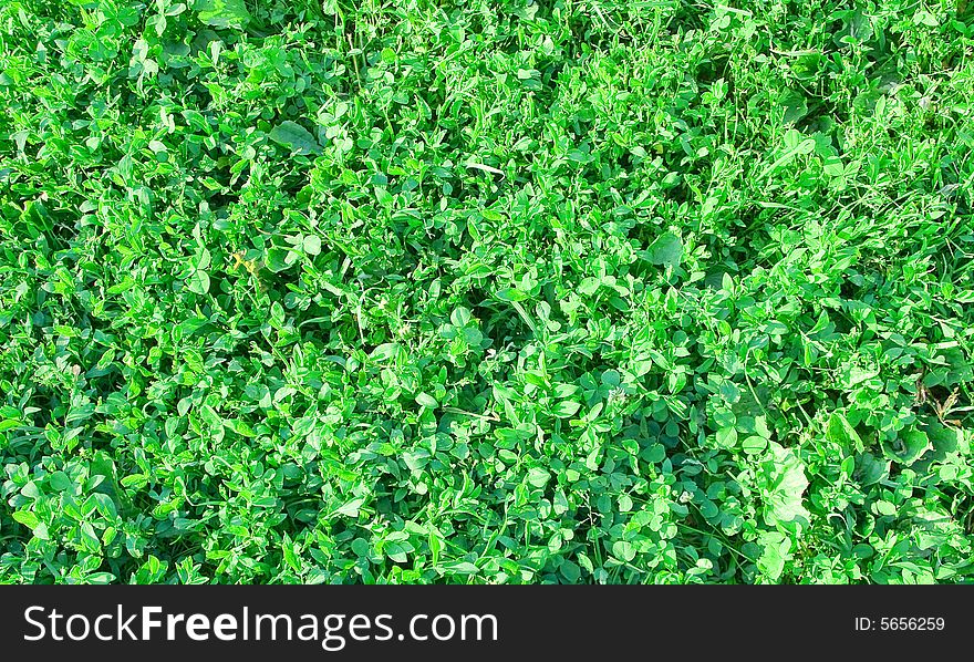 Green Grasses
