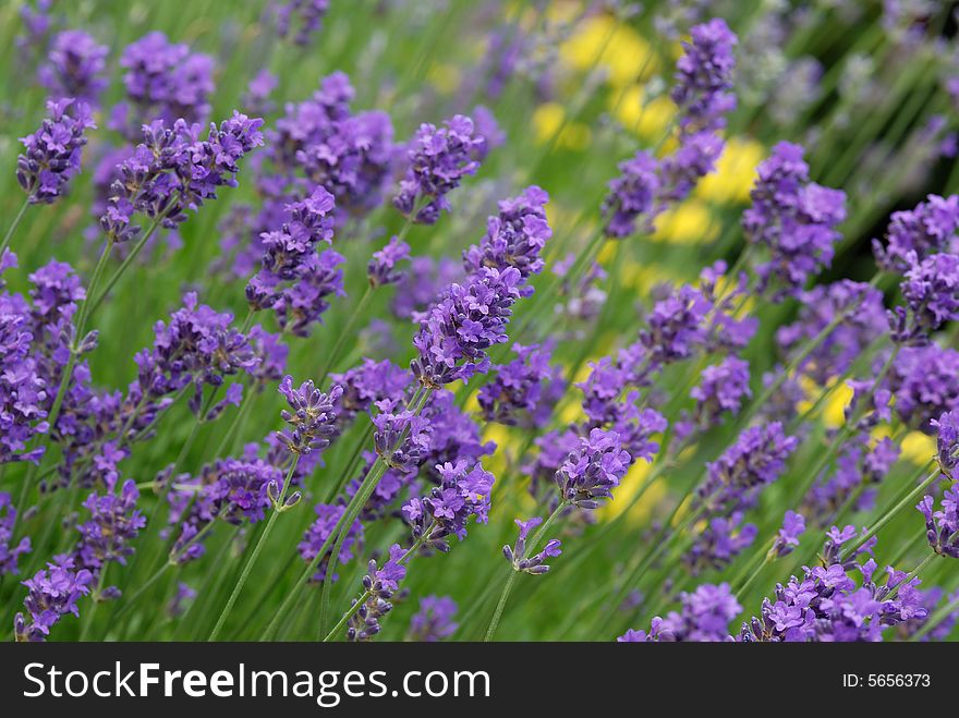 Purple lavender with blur yellow flower in the background