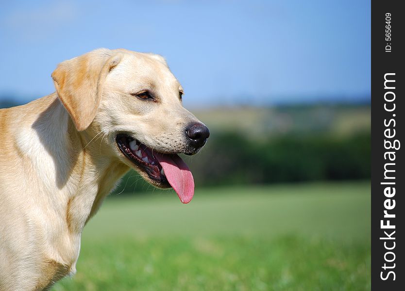 Shot of a cute yellow labrador on a summers evening