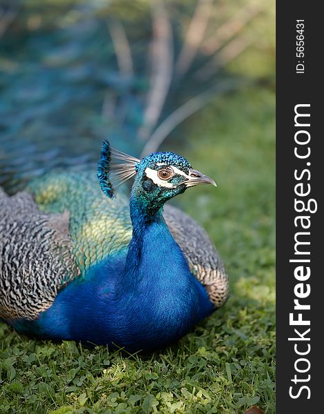 Male of Indian Peafowl, Pavo cristatus, also known as the Common Peafowl or the Blue Peafowl