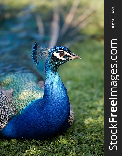 Male of Indian Peafowl, Pavo cristatus, also known as the Common Peafowl or the Blue Peafowl