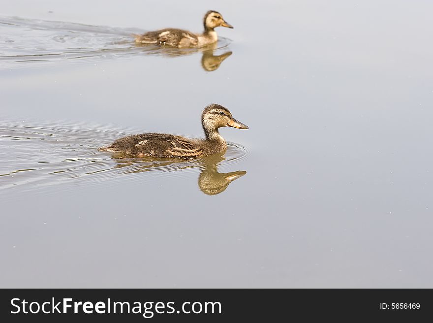 A pair of baby ducks swimming in the lake