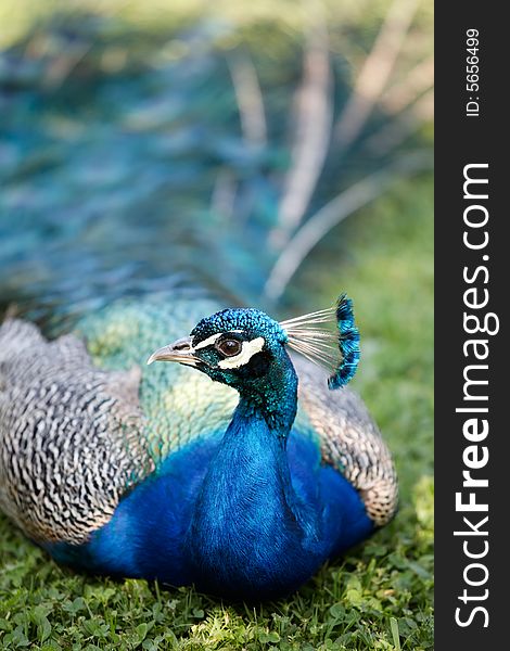 Male of Indian Peafowl, Pavo cristatus, also known as the Common Peafowl or the Blue Peafowl