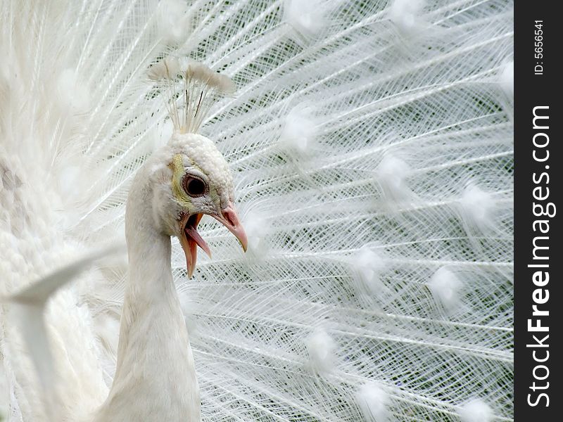 Beautiful white peacock in park. Beautiful white peacock in park