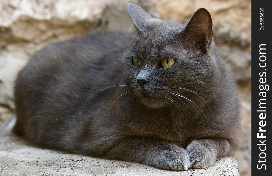 Portrait of grey beautiful cat