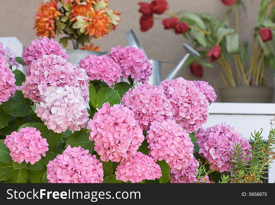 Beautiful Huge Hydrangea Flowers Blossom on Patio Red Tulips in background. Beautiful Huge Hydrangea Flowers Blossom on Patio Red Tulips in background