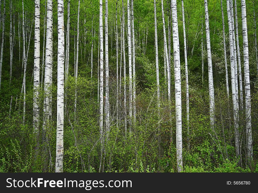 White birch trunks among green spring vegetation. White birch trunks among green spring vegetation.