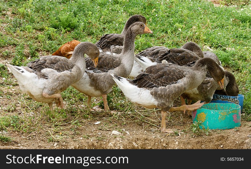 Photo of grey geese eating in the garden