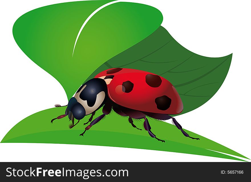 Ladybird. bug. Insect on a plant. a vector illustration.
