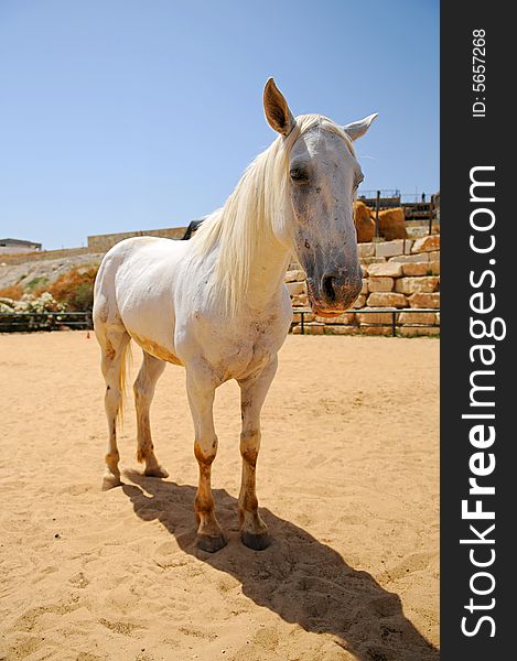 Wide angle shot of white horse standing on sand field