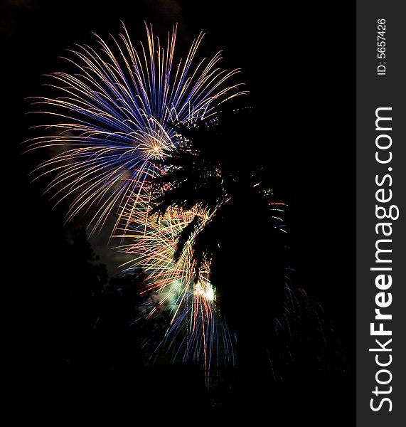 Fireworks behind a palm tree in silhouette. Fireworks behind a palm tree in silhouette