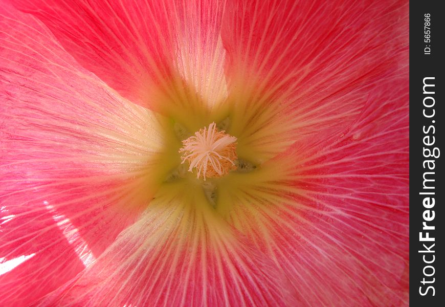 Rose Malva Flower