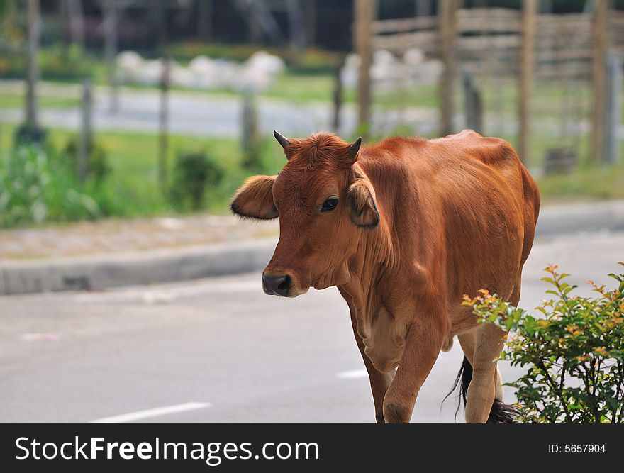 A young brown cow by the road. A young brown cow by the road