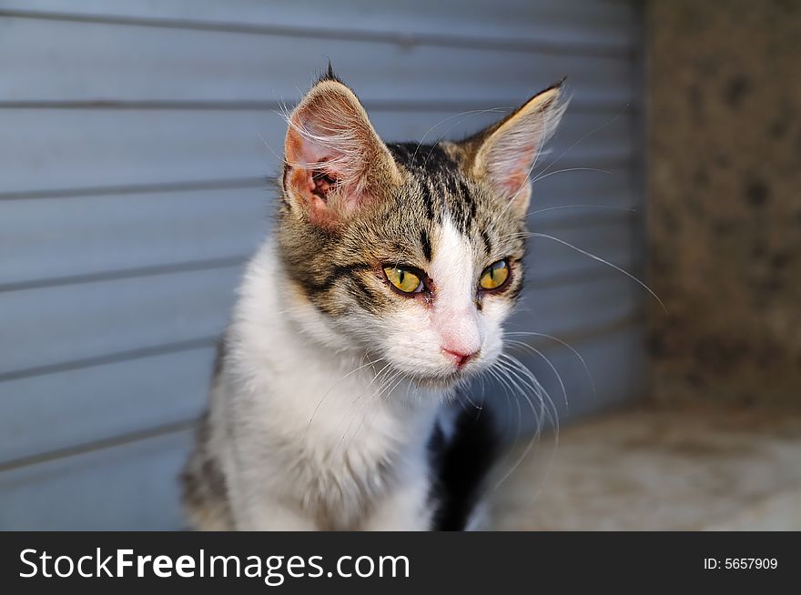 A close shot of a little female cat with yellow eyes. She's watching curious. A close shot of a little female cat with yellow eyes. She's watching curious.