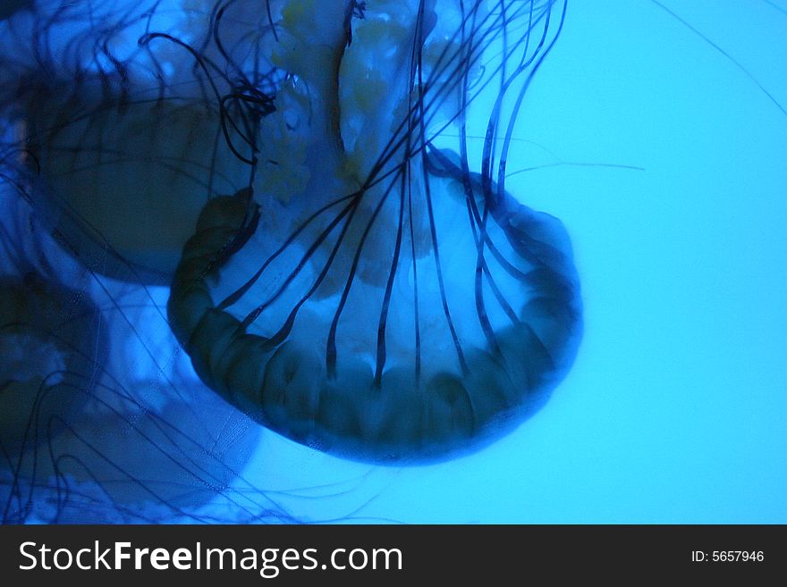 Fantastic jelly fish, Aquarium, Denver, Colorado, USA