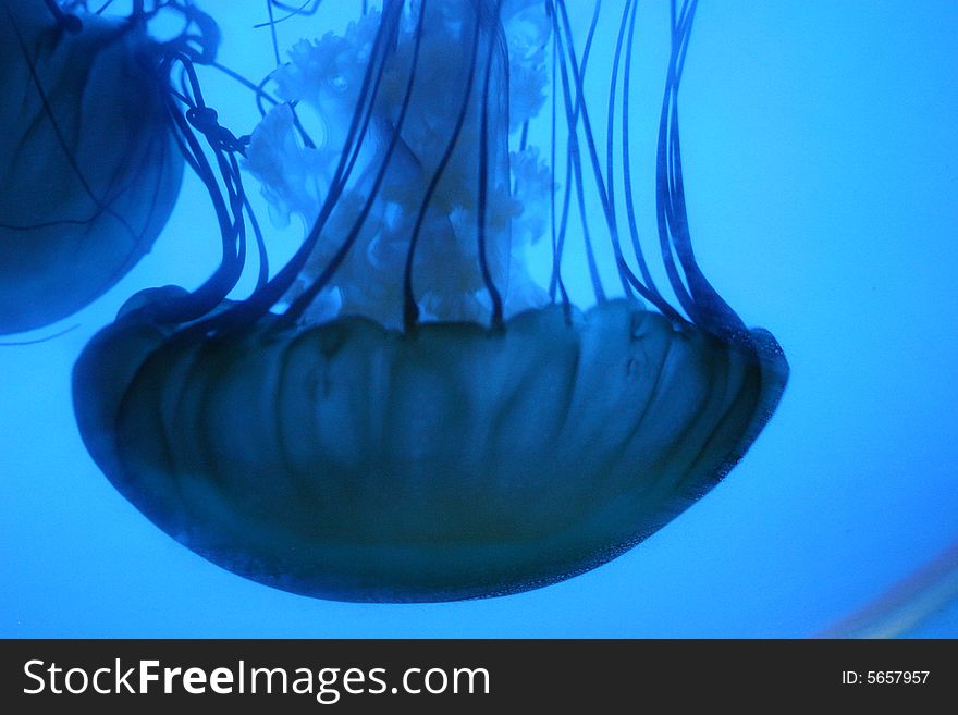 Fantastic jelly fish, Aquarium, Denver, Colorado, USA