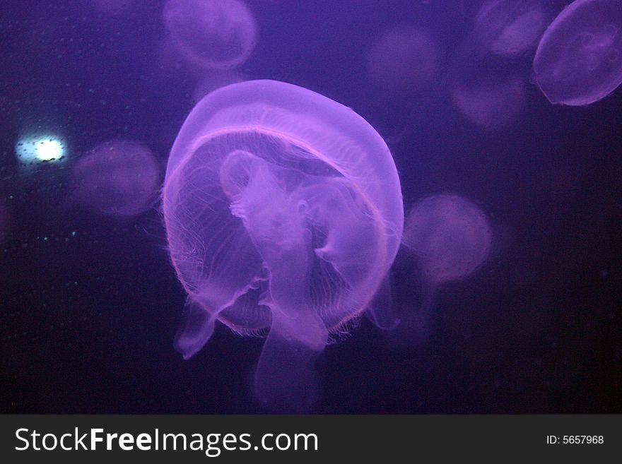 Fantastic Jelly Fish