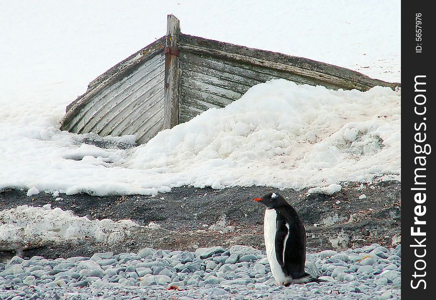 Penguin and the boat, Antarctica