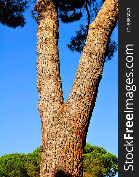 A mediterranean pine  in the bright afternoon light.