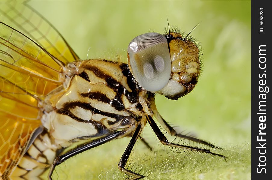 Close up on dragonfly face