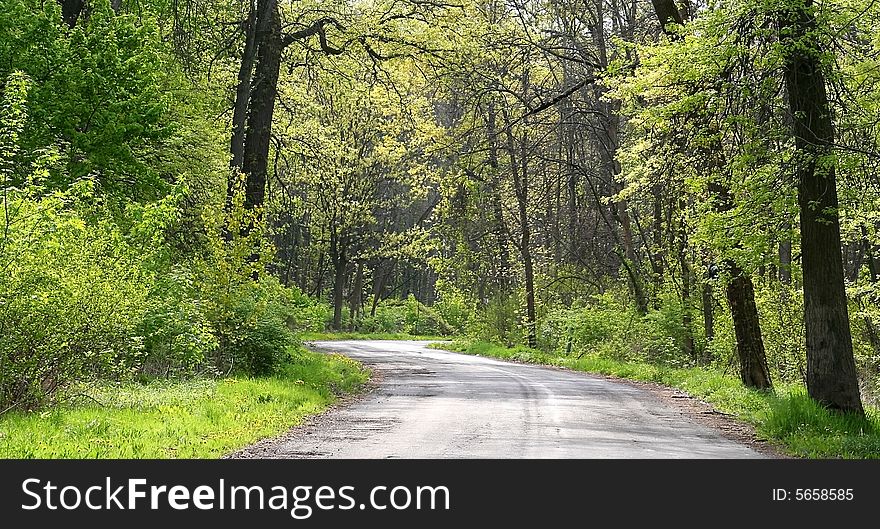 Scenic rural route through forest in spring time. Scenic rural route through forest in spring time